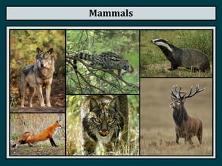 Mammals
 