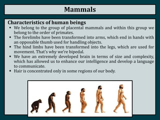 Mammals
Characteristics of human beings
 We belong to the group of placental mammals and within this group we
belong to the order of primates.
 The forelimbs have been transformed into arms, which end in hands with
an opposable thumb used for handling objects.
 The hind limbs have been transformed into the legs, which are used for
movement. That's why we're bipedal.
 We have an extremely developed brain in terms of size and complexity,
which has allowed us to enhance our intelligence and develop a language
to communicate.
 Hair is concentrated only in some regions of our body.
 