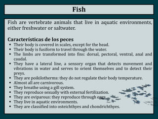 Fish
Fish are vertebrate animals that live in aquatic environments,
either freshwater or saltwater.
Características de los peces
 Their body is covered in scales, except for the head.
 Their body is fusiform to travel through the water.
 The limbs are transformed into fins: dorsal, pectoral, ventral, anal and
caudal.
 They have a lateral line, a sensory organ that detects movement and
vibrations in water and serves to orient themselves and to detect their
preys.
 They are poikilotherms: they do not regulate their body temperature.
 Almost all are carnivorous.
 They breathe using a gill system.
 They reproduce sexually with external fertilization.
 They are oviparous: they reproduce through eggs.
 They live in aquatic environments.
 They are classified into osteichthyes and chondrichthyes.
 
