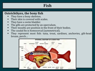 Fish
Osteichthyes, the bony fish
 They have a bony skeleton.
 Their skin is covered with scales.
 They have a swim bladder.
 The gills are protected by an operculum.
 Their mouths are position in the front of their bodies.
 The caudal fin is homocercal (symmetrical).
 They represent most fish: tuna, trout, sardines, anchovies, gilt-head
bream, perch…
 