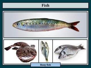 Fish
Bony fish
 