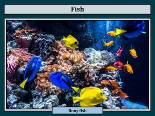 Fish
Bony fish
 