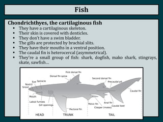 Fish
Chondrichthyes, the cartilaginous fish
 They have a cartilaginous skeleton.
 Their skin is covered with denticles.
 They don't have a swim bladder.
 The gills are protected by brachial slits.
 They have their mouths in a ventral position.
 The caudal fin is heterocercal (asymmetrical).
 They're a small group of fish: shark, dogfish, mako shark, stingrays,
skate, sawfish…
 