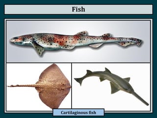 Fish
Cartilaginous fish
 