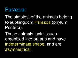 Parazoa Example Drawing Kingdom Animalia slides pdf 12456795bdnb | PDF