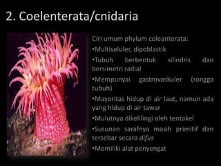 2. Coelenterata/cnidaria
               Ciri umum phylum coleanterata:
               •Multiseluler, dipoblastik
               •Tubuh     berbentuk       silindris dan
               bersimetri radial
               •Mempunyai gastrovaskuler (rongga
               tubuh)
               •Mayoritas hidup di air laut, namun ada
               yang hidup di air tawar
               •Mulutnya dikelilingi oleh tentakel
               •Susunan sarafnya masih primitif dan
               tersebar secara difus
               •Memiliki alat penyengat
 