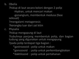 b. Obelia
   ?hidup di laut secara koloni dengan 2 polip
       -Hydran, untuk mencari makan
       -gonangium, membentuk medusa (fase
   seksual)
   ?mengalami metagenesis
   ?kerangka luar dari zat kitin
c. Physalia
   ?hidup mengapung di laut
   ?tubuhnya panjang membentuk polip, dan bagian
   tudung yang digunakan untuk mengapung
   ?pada polip terdapat tiga bagian :
      *gastrozooid : polip untuk makan
      *gonozooid : polip untuk perkembangbiakan
      *daktilozoid : polip untuk pertahanan
 