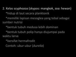 2. Kelas scyphozoa (skypos: mangkok, zoa: hewan)
   *hidup di laut secara planktonik
   *memiliki lapisan mesoglea yang tebal sebagai
sumber nutrisi
   *bentuk tubuh medusa lebih dominan
   *bentuk tubuh polip hanya diujumpai pada
waktu larva
   *bersifat hermafrodit
   Contoh: ubur-ubur (Aurelia)
 