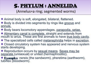 Kingdom animalia by louie | PPT