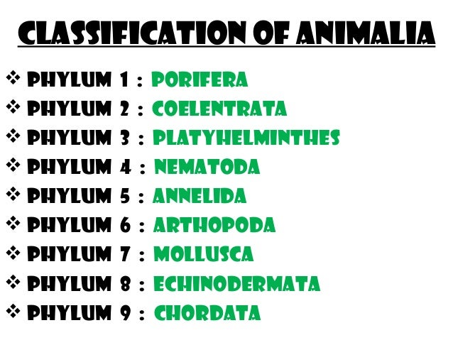 Kingdom animalia by louie