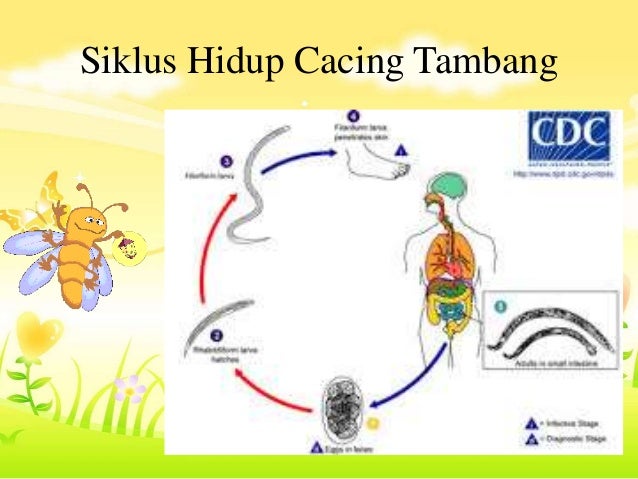87+ Gambar Siklus Cacing Tambang Paling Keren 87+ Gambar Siklus Cacing Tambang Paling Keren