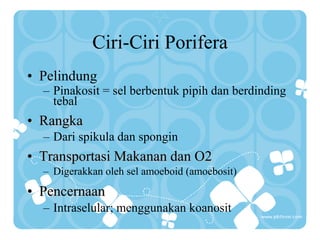 Ciri-Ciri Porifera
• Pelindung
– Pinakosit = sel berbentuk pipih dan berdinding
tebal
• Rangka
– Dari spikula dan spongin
• Transportasi Makanan dan O2
– Digerakkan oleh sel amoeboid (amoebosit)
• Pencernaan
– Intraselular; menggunakan koanosit
 