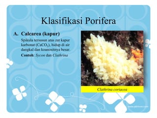 Klasifikasi Porifera
A. Calcarea (kapur)
Spikula tersusun atas zat kapur
karbonat (CaCO3), hidup di air
dangkal dan koanositnya besar.
Contoh: Sycon dan Clathrina
Clathrina coriacea
 