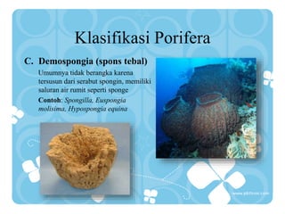 Klasifikasi Porifera
C. Demospongia (spons tebal)
Umumnya tidak berangka karena
tersusun dari serabut spongin, memiliki
saluran air rumit seperti sponge
Contoh: Spongilla, Euspongia
molisima, Hypospongia equina
 