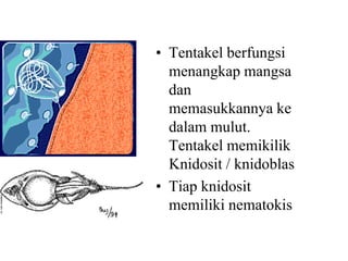 • Tentakel berfungsi
menangkap mangsa
dan
memasukkannya ke
dalam mulut.
Tentakel memikilik
Knidosit / knidoblas
• Tiap knidosit
memiliki nematokis
 
