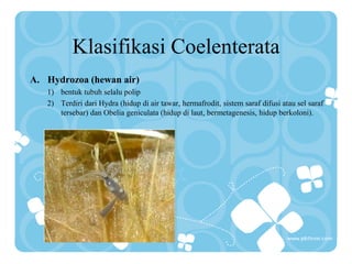 Klasifikasi Coelenterata
A. Hydrozoa (hewan air)
1) bentuk tubuh selalu polip
2) Terdiri dari Hydra (hidup di air tawar, hermafrodit, sistem saraf difusi atau sel saraf
tersebar) dan Obelia geniculata (hidup di laut, bermetagenesis, hidup berkoloni).
 