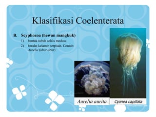 Klasifikasi Coelenterata
B. Scyphozoa (hewan mangkuk)
1) bentuk tubuh selalu medusa
2) beralat kelamin terpisah. Contoh:
Aurelia (ubur-ubur)
Aurelia aurita Cyanea capillata
 