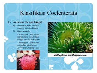 Klasifikasi Coelenterata
C. Anthozoa (hewan bunga)
1) berbentuk polip, meliputi
anemon laut dan karang
2) Gastrovaskular:
- berongga 6 (Metridium
marginatum, mawar laut;
Fungia patella, Acropora)
- berongga 8 (Euplexaura
antipathes, akar bahar;
Alcyonium, karang kulit)
Anthopleura xanthogrammica
 