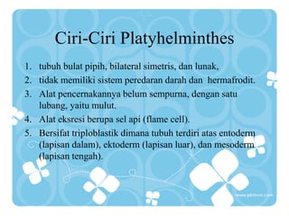 Ciri-Ciri Platyhelminthes
1. tubuh bulat pipih, bilateral simetris, dan lunak,
2. tidak memiliki sistem peredaran darah dan hermafrodit.
3. Alat pencernakannya belum sempurna, dengan satu
lubang, yaitu mulut.
4. Alat eksresi berupa sel api (flame cell).
5. Bersifat triploblastik dimana tubuh terdiri atas entoderm
(lapisan dalam), ektoderm (lapisan luar), dan mesoderm
(lapisan tengah).
 