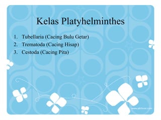 Kelas Platyhelminthes
1. Tubellaria (Cacing Bulu Getar)
2. Trematoda (Cacing Hisap)
3. Cestoda (Cacing Pita)
 