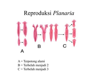 Reproduksi Planaria
A = Terpotong alami
B = Terbelah menjadi 2
C = Terbelah menjadi 3
 