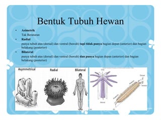 Bentuk Tubuh Hewan
• Asimetrik
Tak Beraturan
• Radial
punya tubuh atas (dorsal) dan ventral (bawah) tapi tidak punya bagian depan (anterior) dan bagian
belakang (posterior)
• Bilateral
punya tubuh atas (dorsal) dan ventral (bawah) dan punya bagian depan (anterior) dan bagian
belakang (posterior)
 