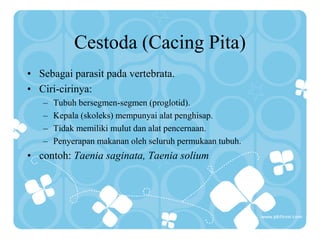 Cestoda (Cacing Pita)
• Sebagai parasit pada vertebrata.
• Ciri-cirinya:
– Tubuh bersegmen-segmen (proglotid).
– Kepala (skoleks) mempunyai alat penghisap.
– Tidak memiliki mulut dan alat pencernaan.
– Penyerapan makanan oleh seluruh permukaan tubuh.
• contoh: Taenia saginata, Taenia solium
 