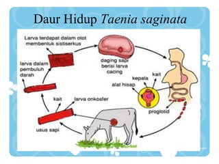 Daur Hidup Taenia saginata
 