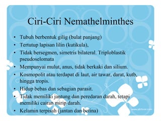 Ciri-Ciri Nemathelminthes
• Tubuh berbentuk gilig (bulat panjang)
• Tertutup lapisan lilin (kutikula),
• Tidak bersegmen, simetris bilateral. Triploblastik
pseudoselomata
• Mempunyai mulut, anus, tidak berkaki dan silium.
• Kosmopolit atau terdapat di laut, air tawar, darat, kutb,
hingga tropis.
• Hidup bebas dan sebagian parasit.
• Tidak memiliki jantung dan peredaran darah, tetapi
memiliki cairan mirip darah.
• Kelamin terpisah (jantan dan betina)
 