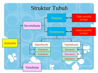 Struktur Tubuh
Animalia
Vertebrata
Invertebrata
Parazoa
Eumetazoa
Tidak memiliki
jaringan
Sudah memiliki
jaringan
Diploblastik Triploblastik
Ektoderm
Endoderm
Ektoderm
Mesoderm
Endoderm
 