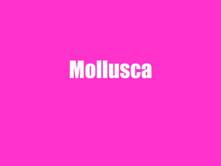 Mollusca
 