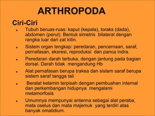 ARTHROPODA
Tubuh beruas-ruas: kaput (kepala), toraks (dada),
abdomen (perut). Bentuk simetris bilateral dengan
rangka luar dari zat kitin.
Sistem organ lengkap: peredaran, pencernaan, saraf,
pernafasan, eksresi, reproduksi dan panca indra.
Peredaran darah terbuka, dengan jantung pada bagian
dorsal. Darah tidak mengandung Hb
Alat pernafasan berupa trakea dan sistem saraf berupa
sistem saraf tangga tali
Beralat kelamin terpisah dengan pembuahan internal
dan perkembangan hidupnya mengalami
metamorfosis
Umumnya mempunyai antenna sebagai alat peraba,
mata oselus dan mata majemuk yang terdiri atas
banyak omatidium.
Ciri-Ciri
 