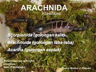 •Scorpionida (golongan kala)
•Arachnoida (golongan laba-laba)
•Acarina (golongan caplak)
ARACHNIDA
Klasifikasi
 