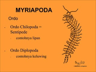 • Ordo Chilopoda =
Sentipede
– contohnya lipan
• Ordo Diplopoda
– contohnya keluwing
MYRIAPODA
Ordo
 