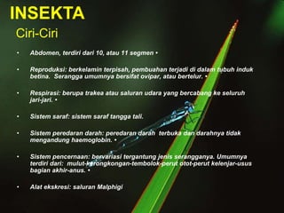 • Abdomen, terdiri dari 10, atau 11 segmen •
• Reproduksi: berkelamin terpisah, pembuahan terjadi di dalam tubuh induk
betina. Serangga umumnya bersifat ovipar, atau bertelur. •
• Respirasi: berupa trakea atau saluran udara yang bercabang ke seluruh
jari-jari. •
• Sistem saraf: sistem saraf tangga tali.
• Sistem peredaran darah: peredaran darah terbuka dan darahnya tidak
mengandung haemoglobin. •
• Sistem pencernaan: bervariasi tergantung jenis serangganya. Umumnya
terdiri dari: mulut-kerongkongan-tembolok-perut otot-perut kelenjar-usus
bagian akhir-anus. •
• Alat ekskresi: saluran Malphigi
INSEKTA
Ciri-Ciri
 