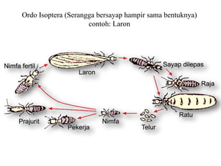 Ordo Isoptera (Serangga bersayap hampir sama bentuknya)
contoh: Laron
 