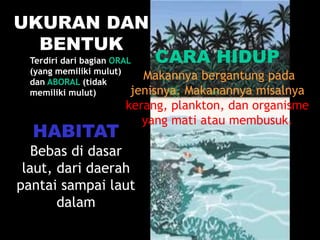 UKURAN DAN
BENTUK
Terdiri dari bagian ORAL
(yang memiliki mulut)
dan ABORAL (tidak
memiliki mulut)
CARA HIDUP
Makannya bergantung pada
jenisnya. Makanannya misalnya
kerang, plankton, dan organisme
yang mati atau membusuk.
HABITAT
Bebas di dasar
laut, dari daerah
pantai sampai laut
dalam
 