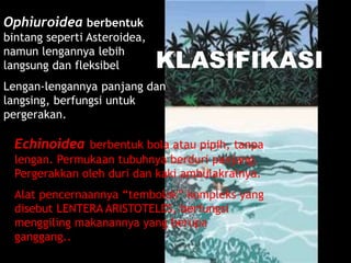 KLASIFIKASI
Ophiuroidea berbentuk
bintang seperti Asteroidea,
namun lengannya lebih
langsung dan fleksibel
Lengan-lengannya panjang dan
langsing, berfungsi untuk
pergerakan.
Echinoidea berbentuk bola atau pipih, tanpa
lengan. Permukaan tubuhnya berduri panjang.
Pergerakkan oleh duri dan kaki ambulakralnya.
Alat pencernaannya “tembolok” kompleks yang
disebut LENTERA ARISTOTELES, berfungsi
menggiling makanannya yang berupa
ganggang..
 