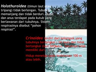 Holothuroidea (timun laut atau
tripang) tidak berlengan. Tubuhnya
memanjang dan tidak berduri. Mulut
dan anus terdapat pada kutub yang
berlawanan dari tubuhnya. Sistem
respirasinya disebut “pohon
respirasi”.
Crinoidea terdiri dari kelompok yang
tubuhnya bertangkai ( lili laut) dan tidak
bertangkai (laut berbulu). Tubuhnya tidak
memiliki duri.
Hidup menetap pada kedalaman 100 m
atau lebih.
Timun Laut
 