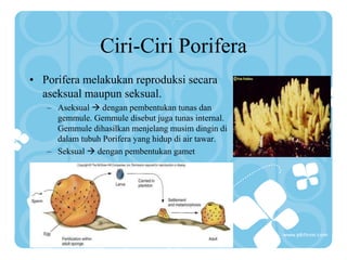 Ciri-Ciri Porifera
• Porifera melakukan reproduksi secara
aseksual maupun seksual.
– Aseksual  dengan pembentukan tunas dan
gemmule. Gemmule disebut juga tunas internal.
Gemmule dihasilkan menjelang musim dingin di
dalam tubuh Porifera yang hidup di air tawar.
– Seksual  dengan pembentukan gamet
 