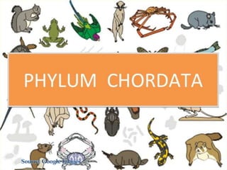 Kingdom Animalia Phylum