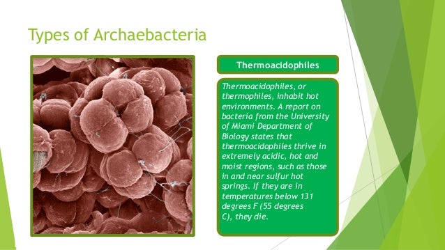 kingdom archaebacteria examples of archaebacteria