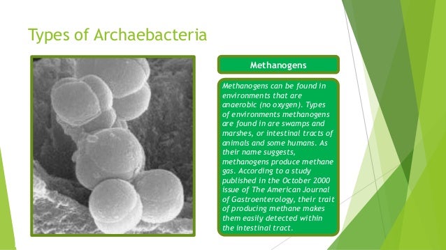 Kingdom Archaebacteria