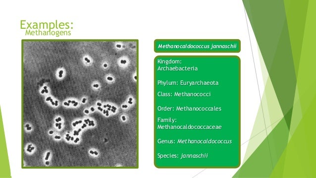 kingdom archaebacteria examples of archaebacteria