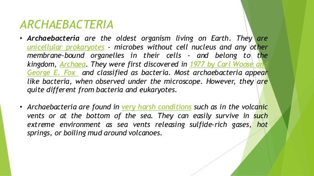 kingdom archaebacteria archaebacteria kingdom