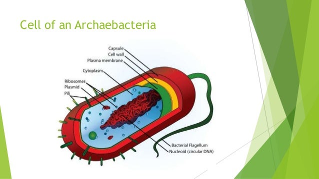 Kingdom Archaebacteria