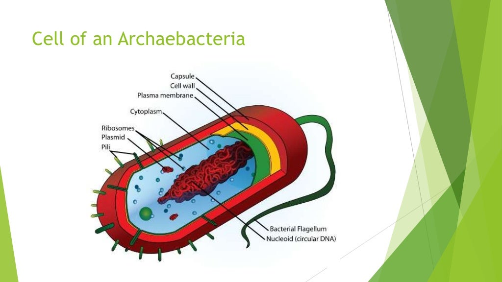 Kingdom Archaebacteria