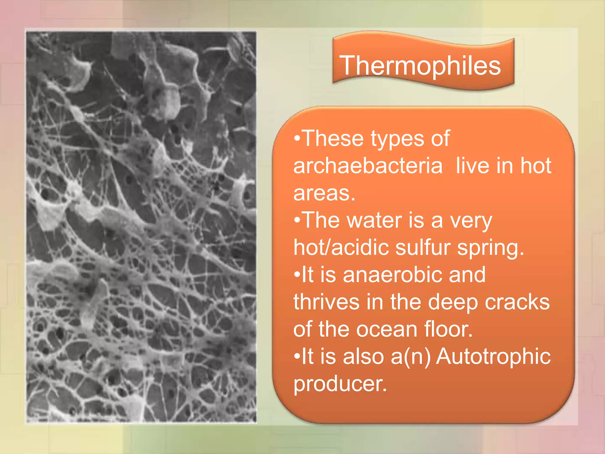 Kingdom archaebacteria | PPTX