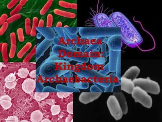 Archaea
Domain:
Kingdom
Archaebacteria
 