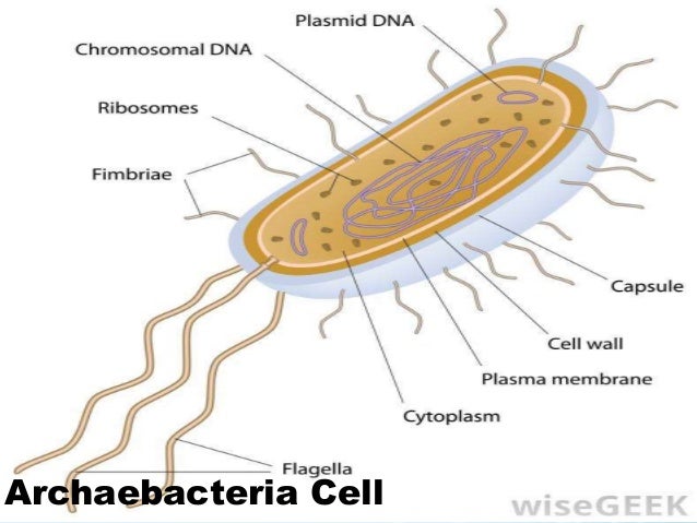 kingdom archaebacteria archaebacteria kingdom